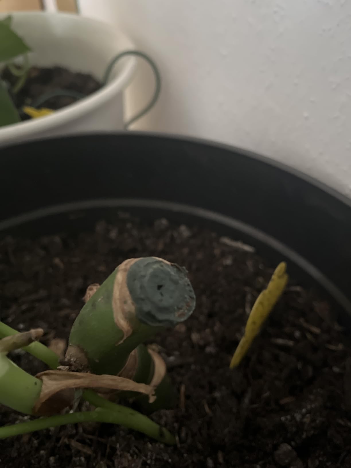 Tolle Pinseltube