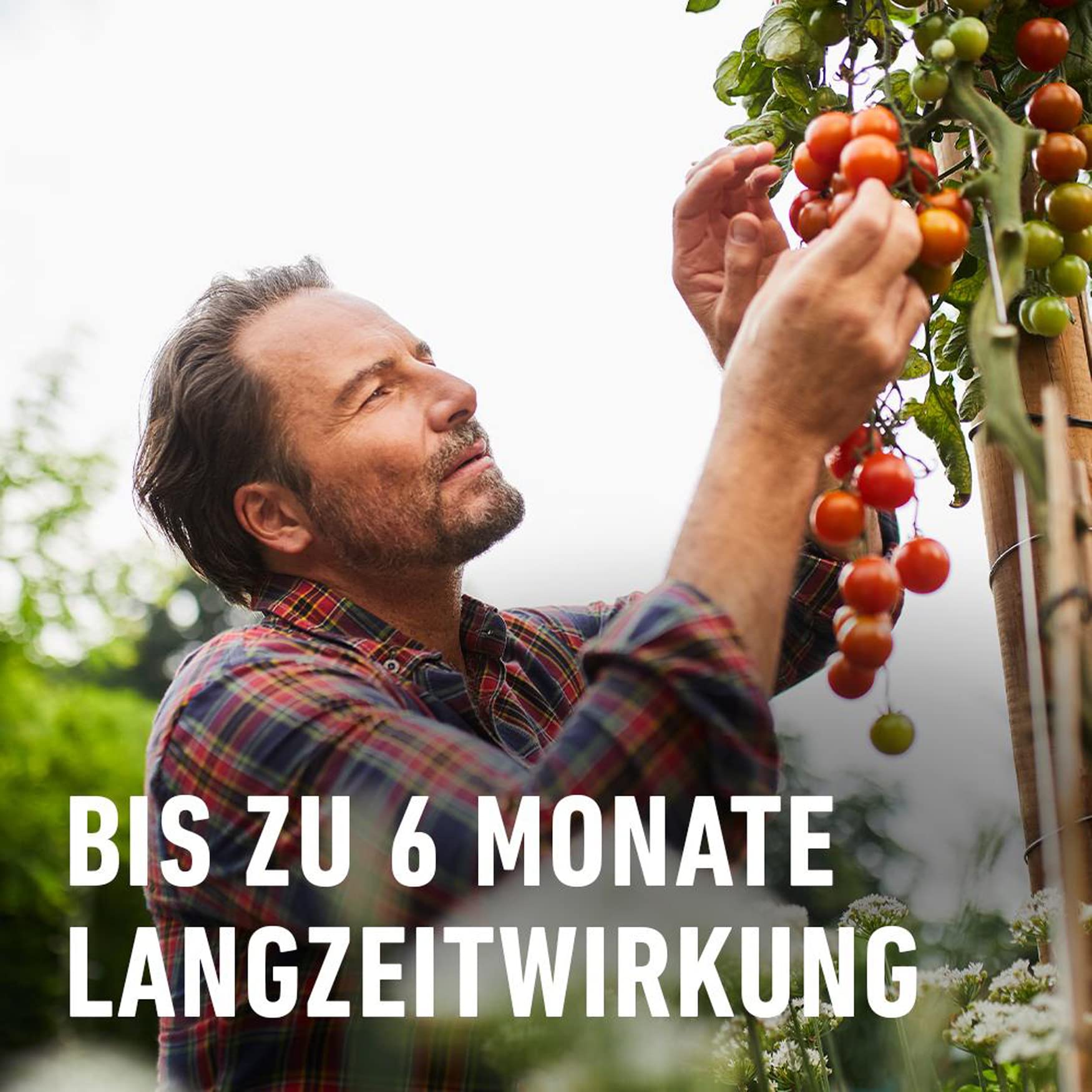 compo-tomaten-langzeit-d-nger-2-kg-spezial-d-nger-f-r-tomaten-und-fruchtgem-se image 5