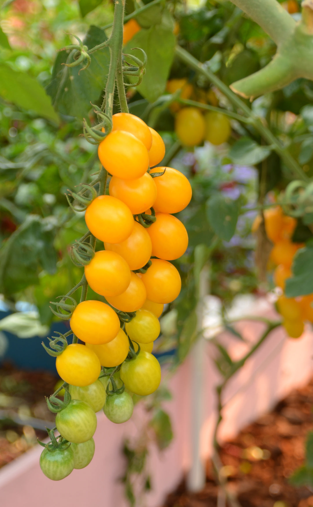 plantura-bio-wildtomate-golden-currant-bio-saatgut-cherrytomate image 2