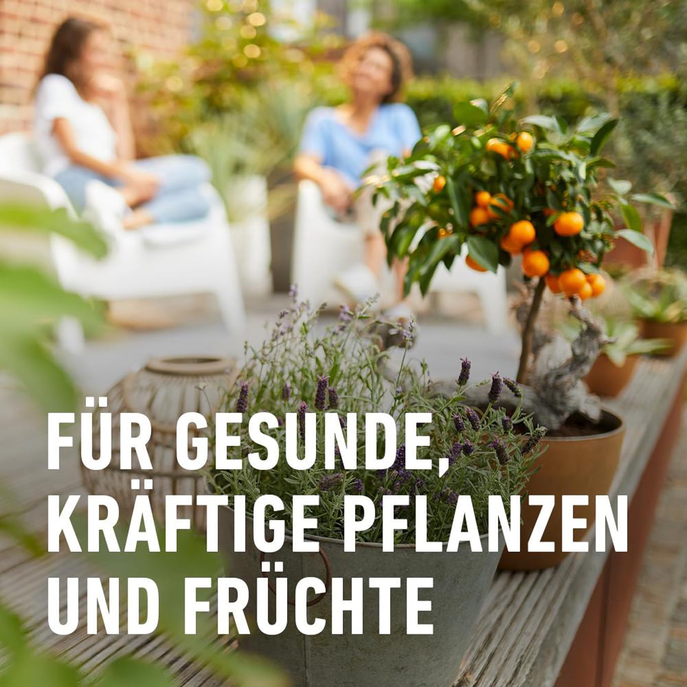 compo-bio-zitruspflanzenerde-torffrei-10-liter-f-r-zitrus-und-mediterrane-pflanz image 5