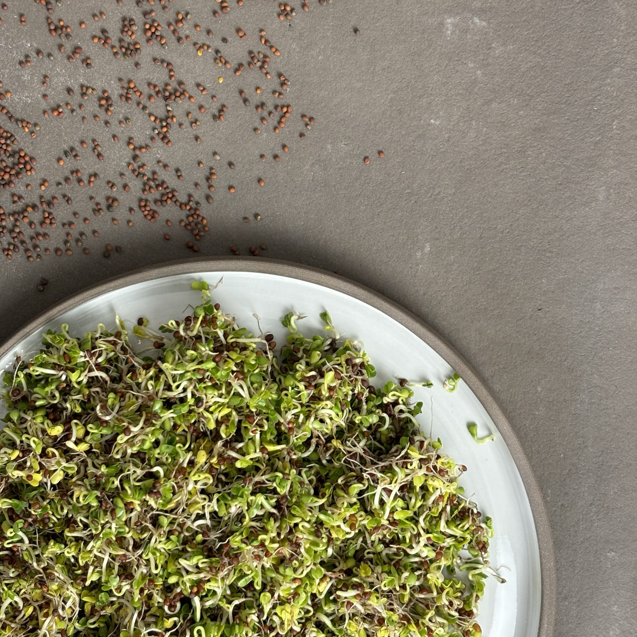 plantura-bio-gr-nkohl-sprossen-bio-saatgut-f-r-keimsprossen-microgreens image 2