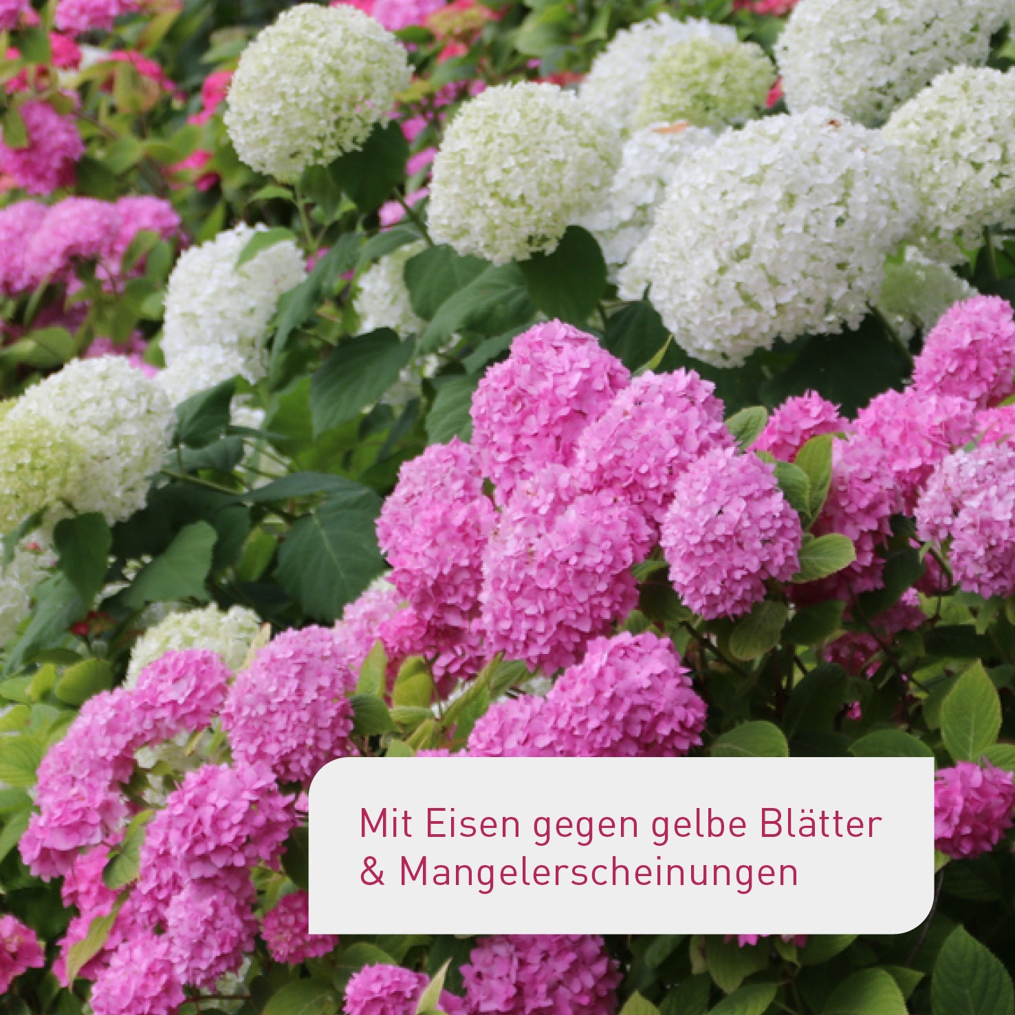 plantura-bio-hortensien-rhododendrond-nger-800-ml-fl-ssigd-nger image 4