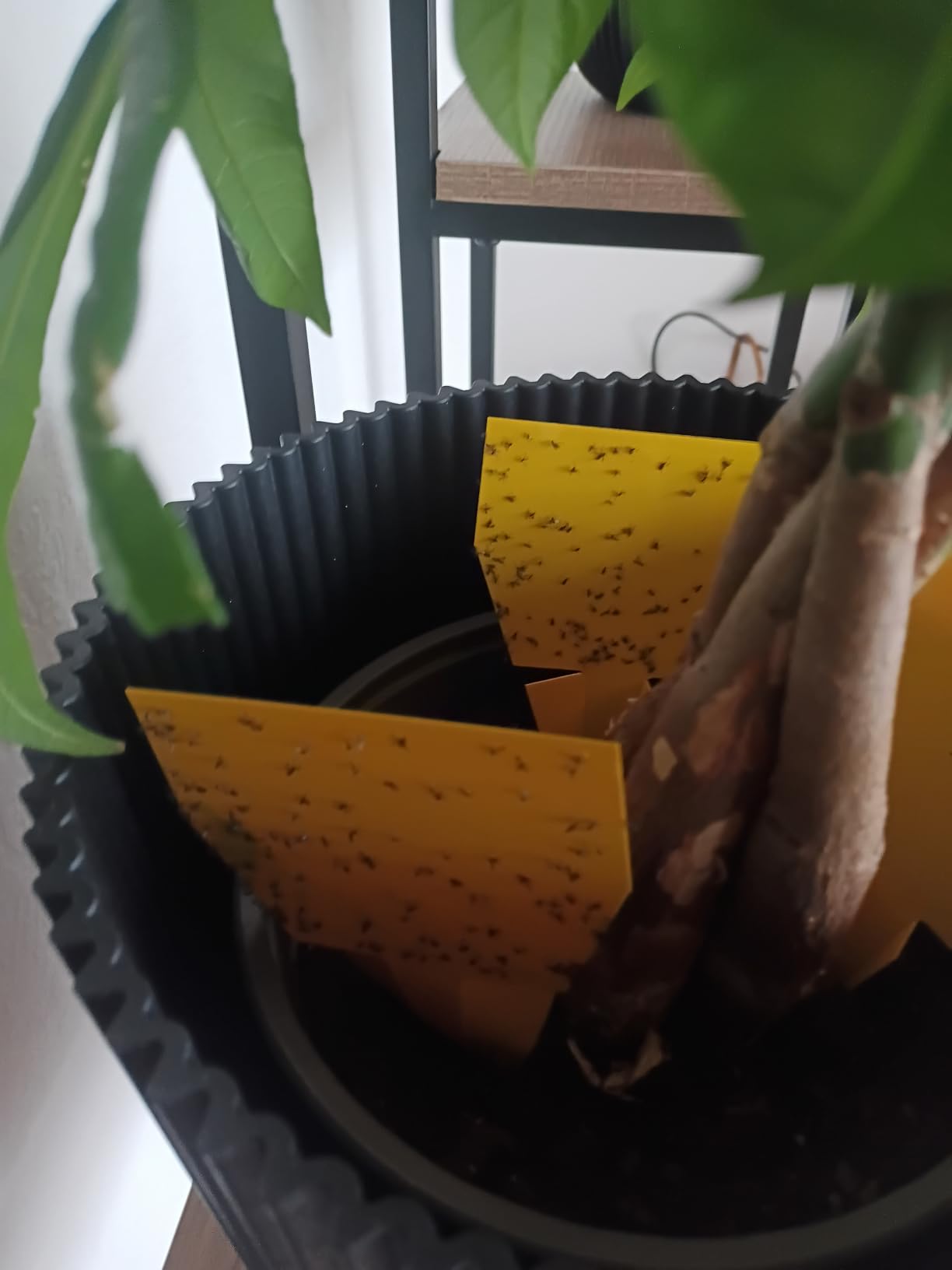 Rettung für meine Zimmerpflanzen