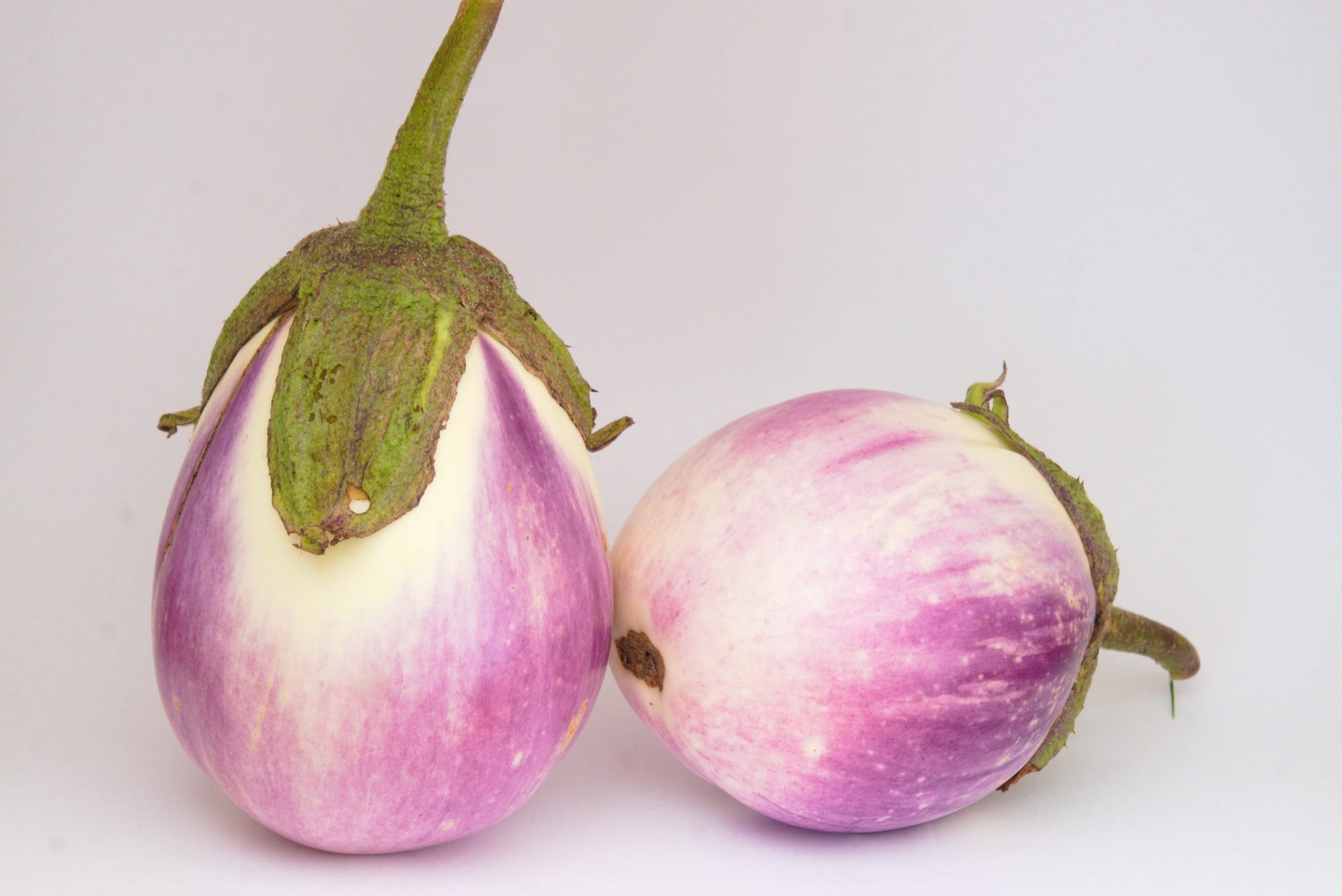plantura-bio-aubergine-rotonda-bianca-bio-gem-sesaatgut image 2