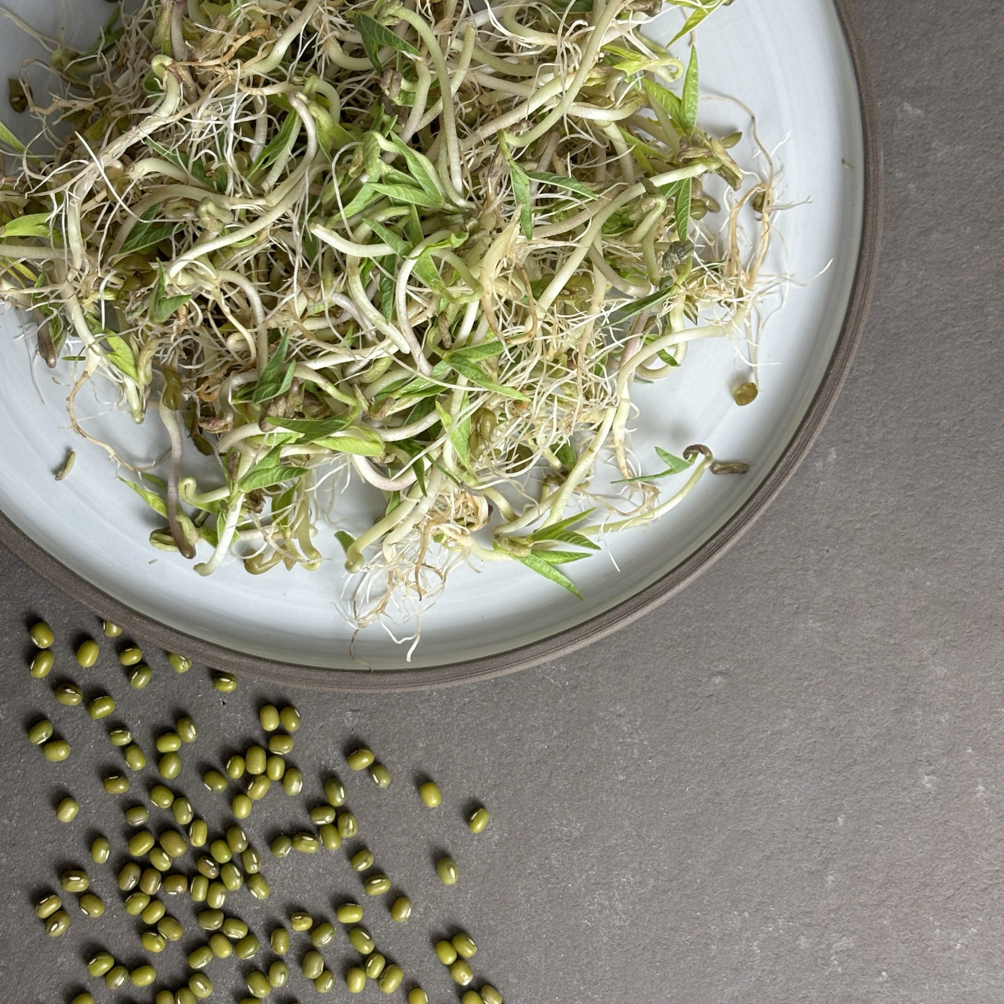 plantura-bio-mungbohnen-sprossen-bio-saatgut-f-r-sprossen-und-microgreens image 2
