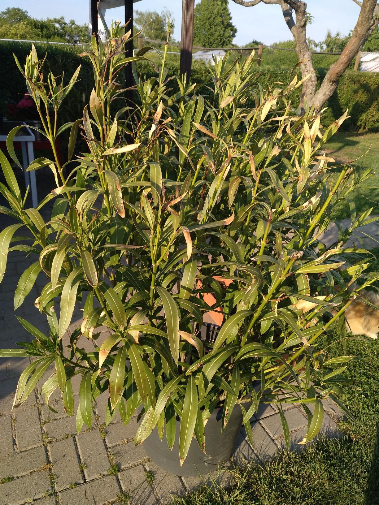 Lavendel liebt ihn