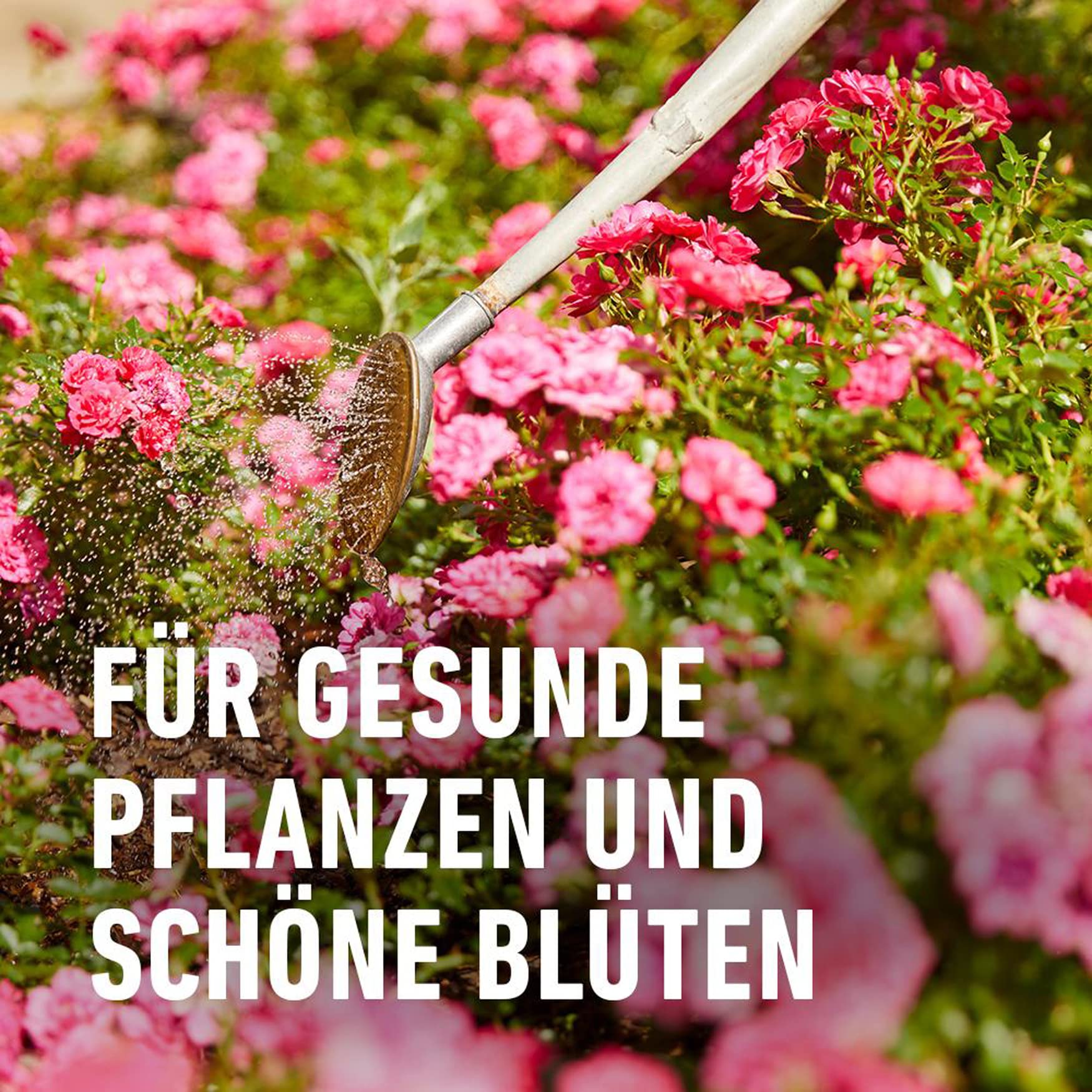 compo-bio-rosen-langzeit-d-nger-mit-schafwolle-750-g-5-monate-wirkung image 5