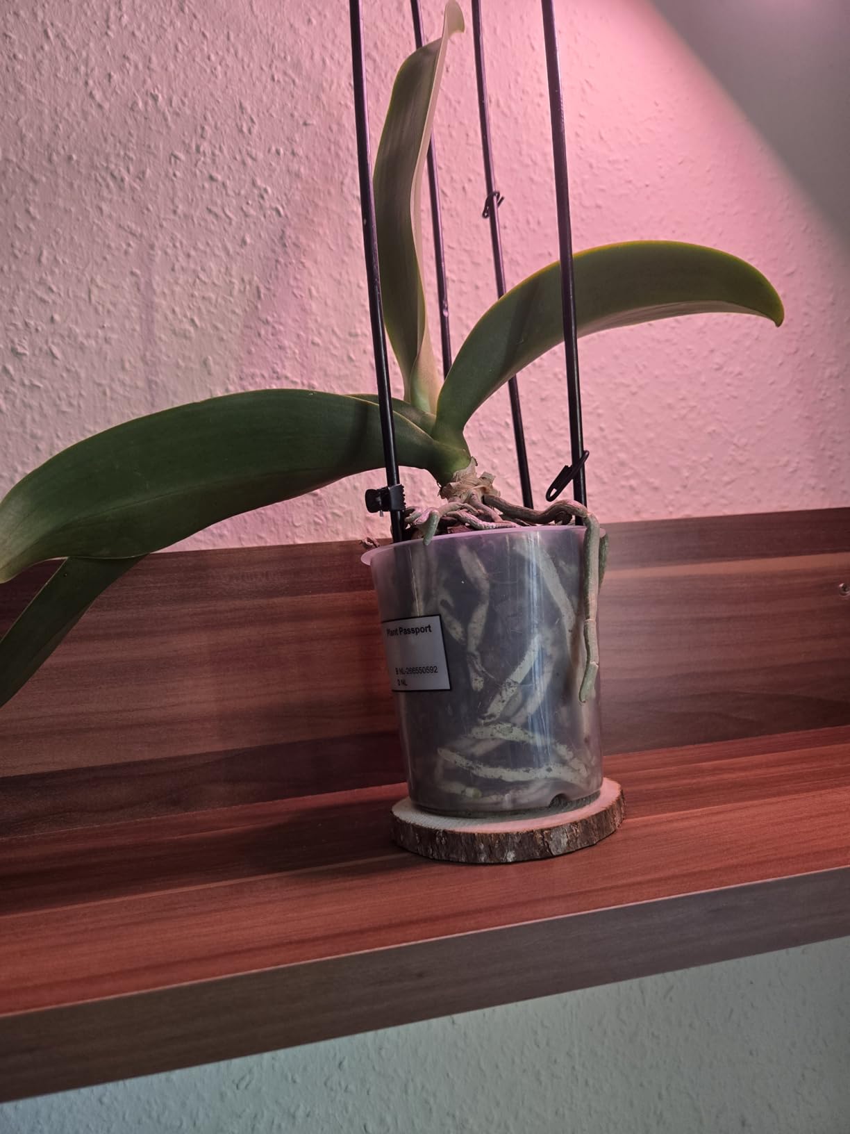 Endlich neue Triebe