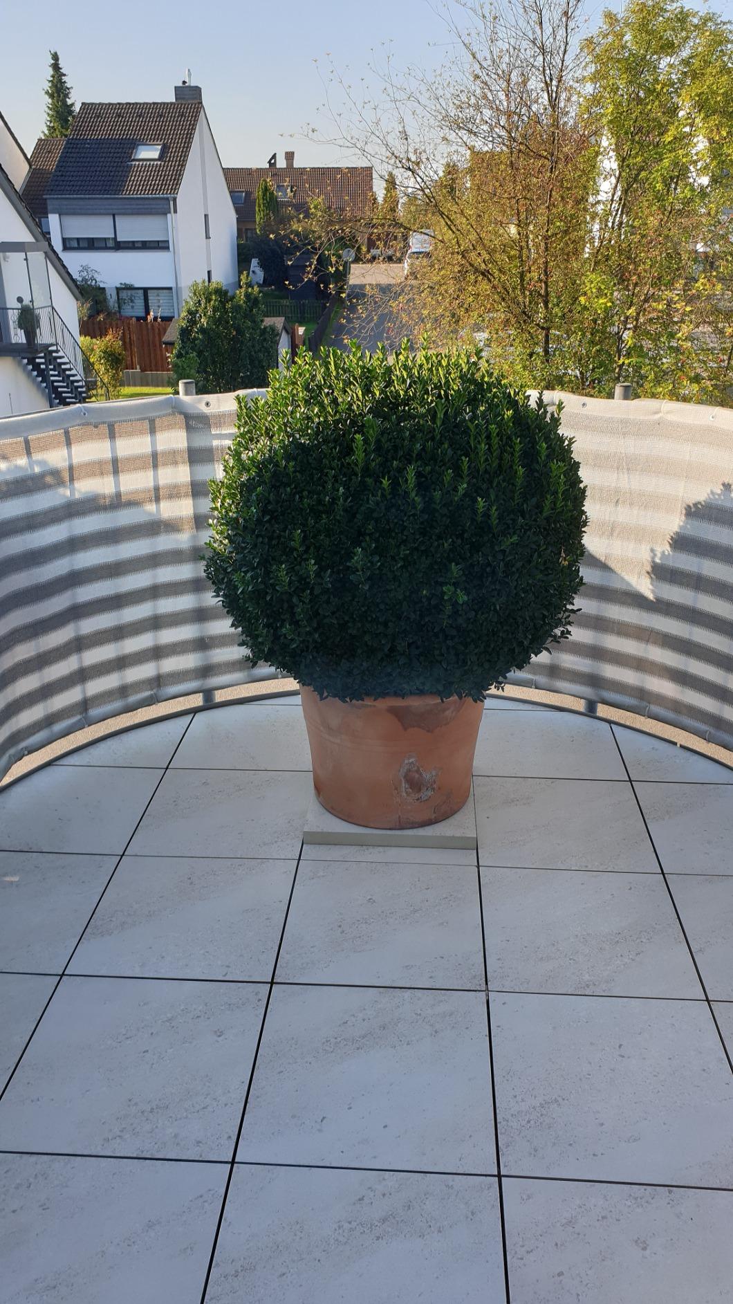 Buchs wieder tiefgrün