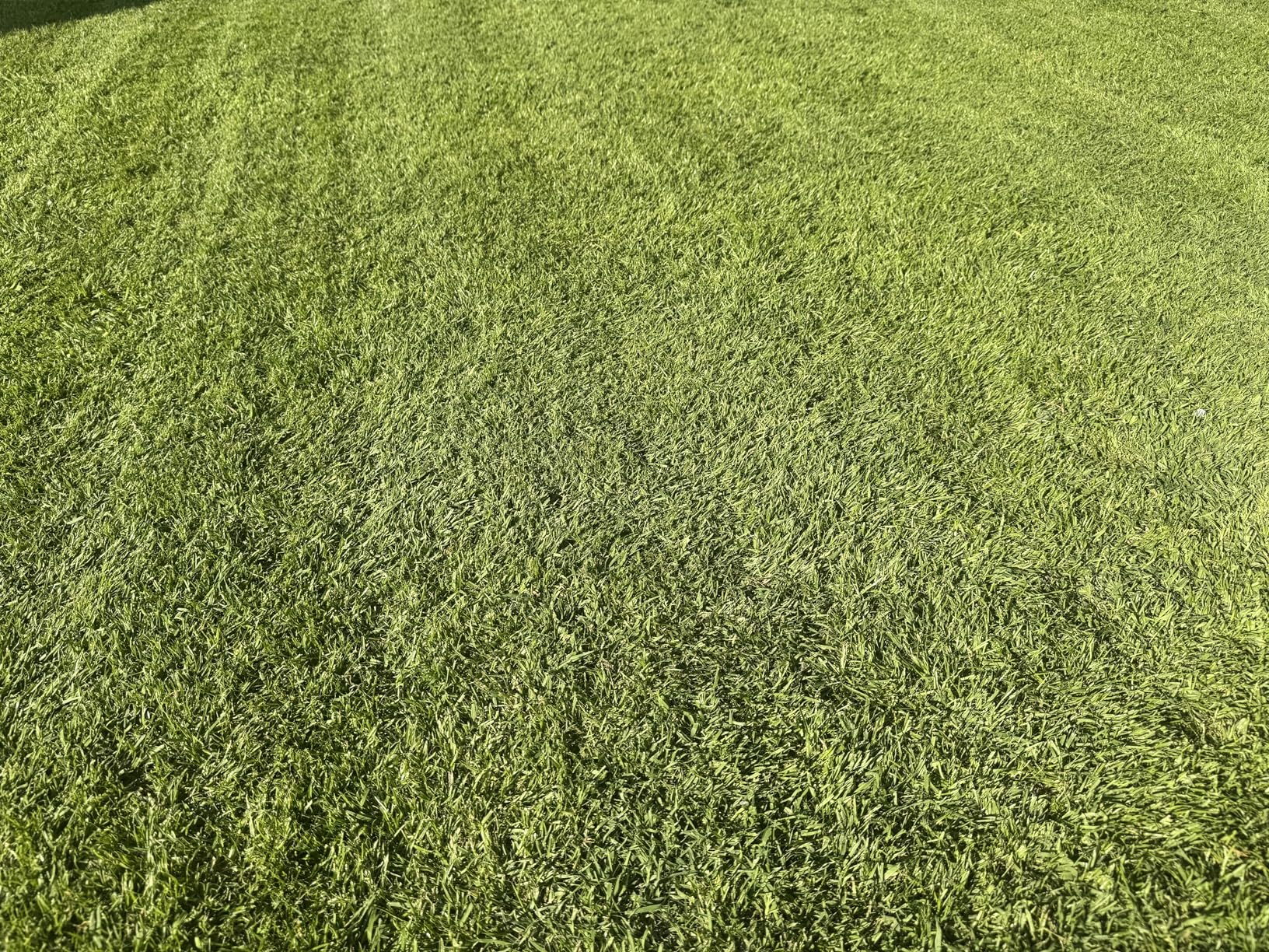 Rasen wie im Stadion