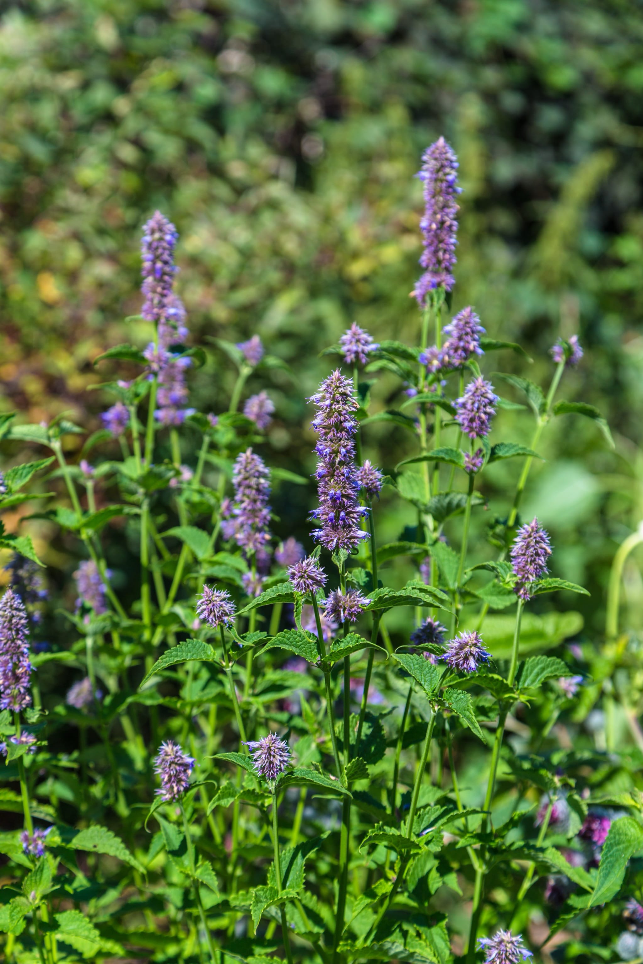 plantura-bio-koreanische-minze-agastache-rugosa-samen image 2