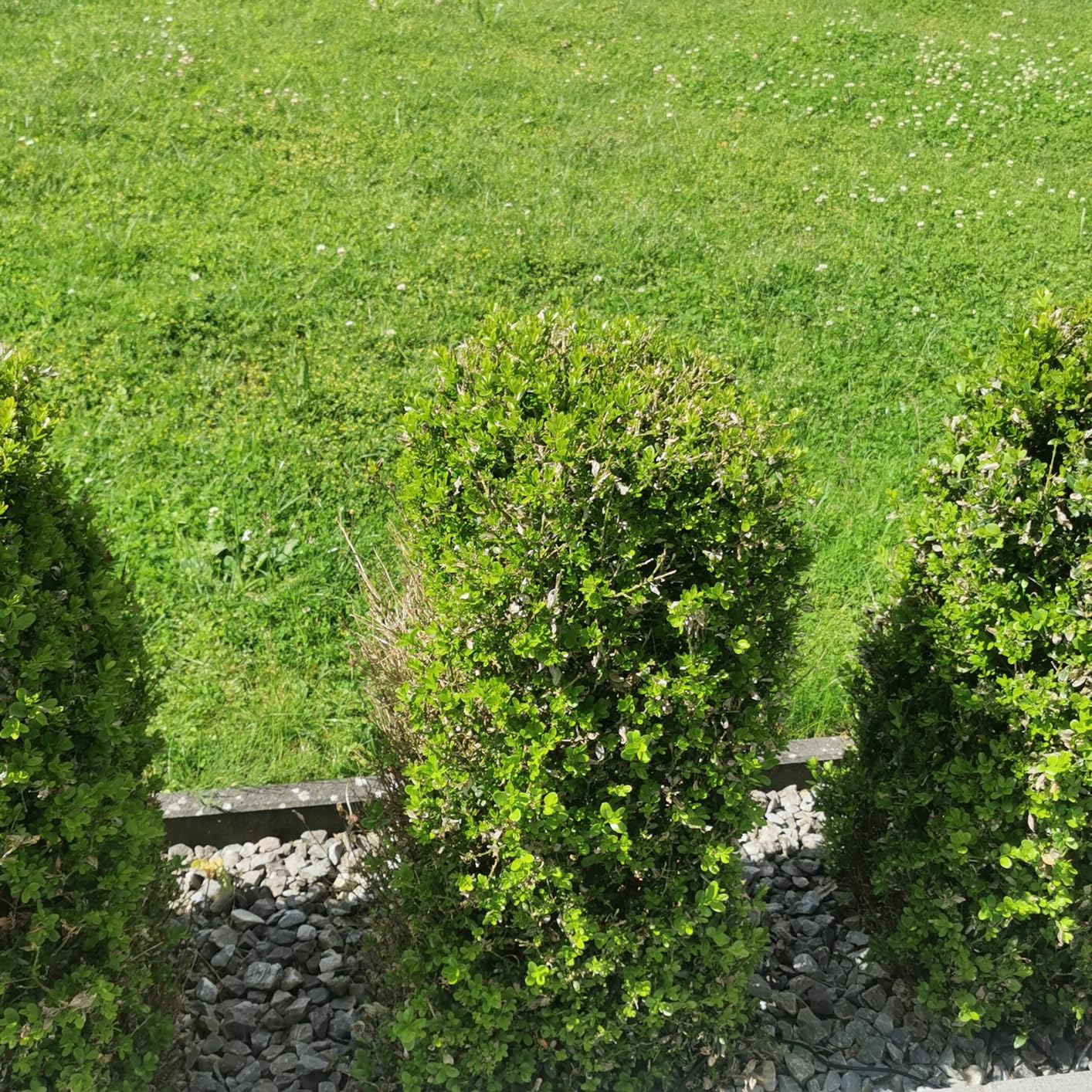 Buchs gerettet