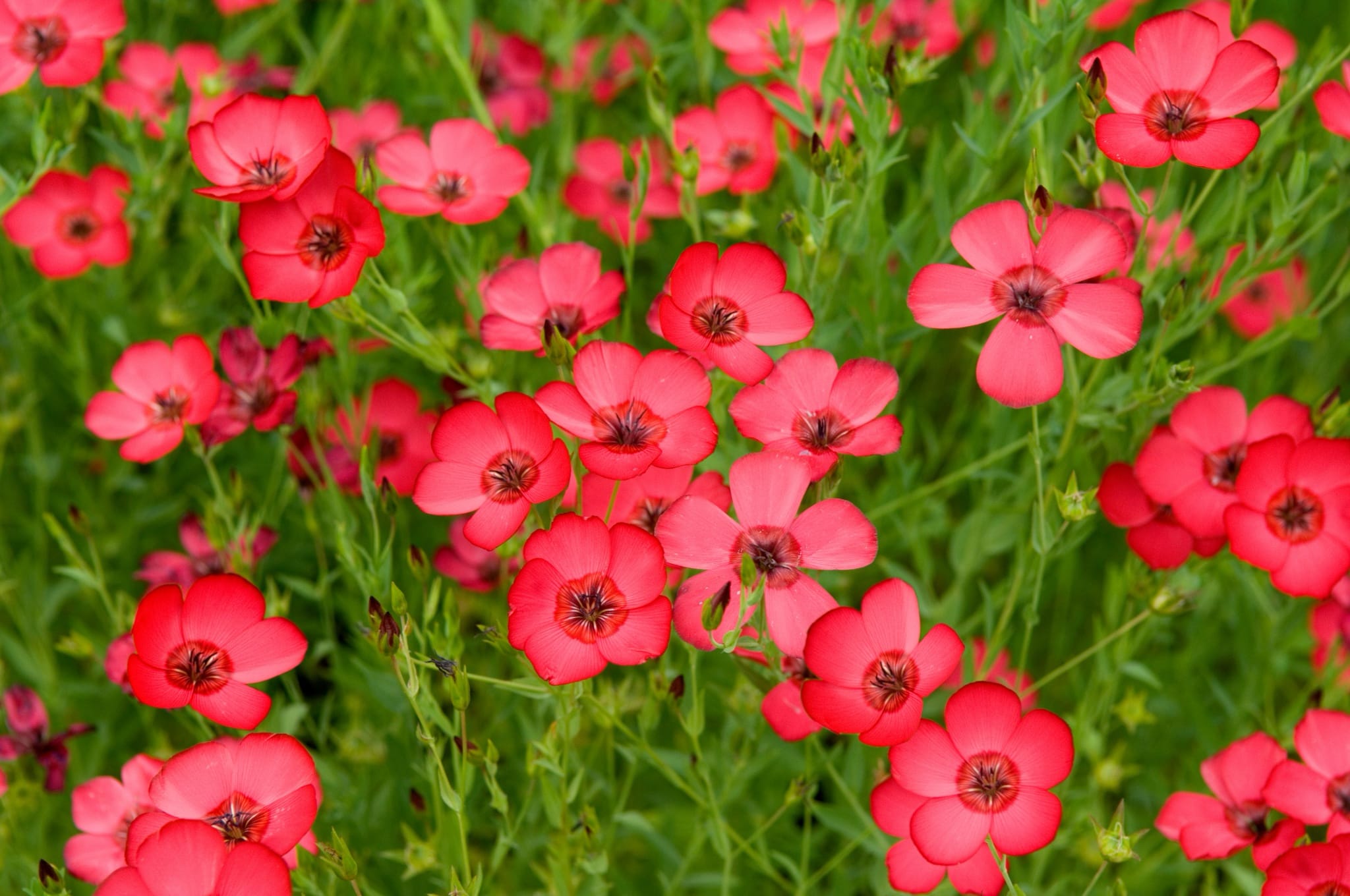 plantura-bio-roter-lein-bio-saatgut image 2