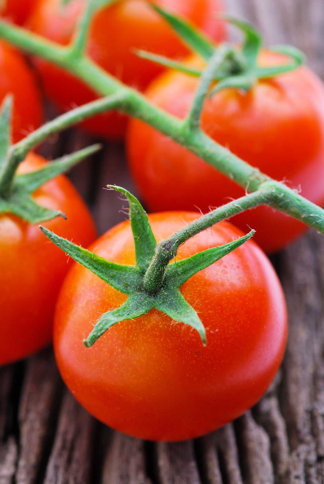 plantura-bio-tomate-berner-rose-bio-saatgut-fleischtomate image 2