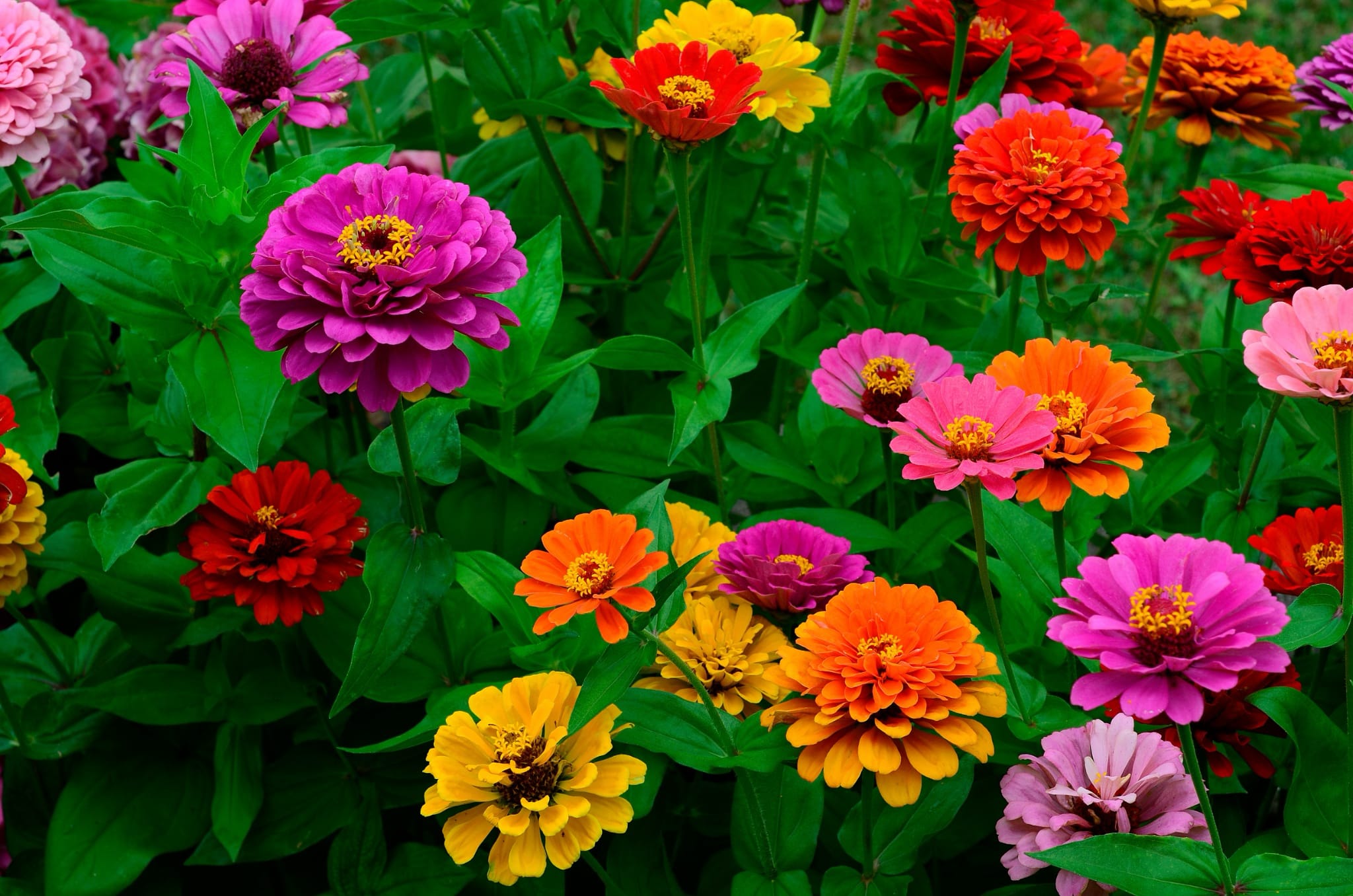 plantura-bio-zinnie-mischung-blumensamen image 2