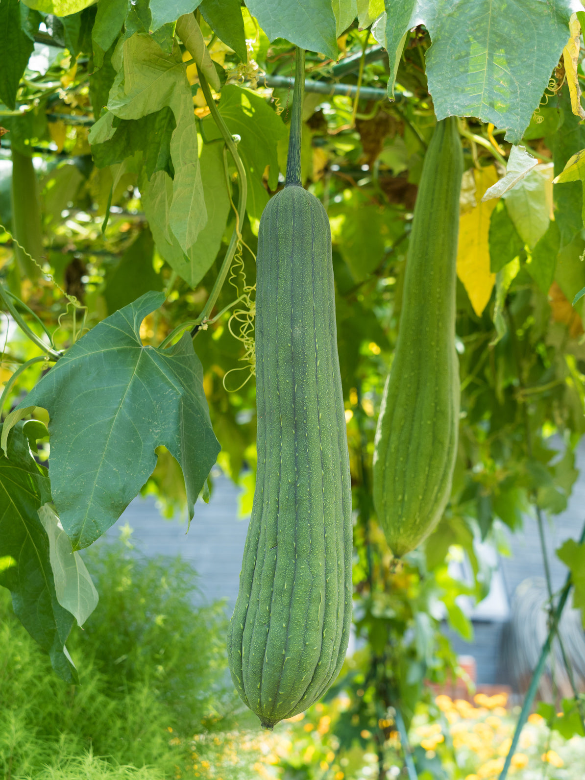 plantura-bio-schwammgurke-luffa-bio-saatgut image 2