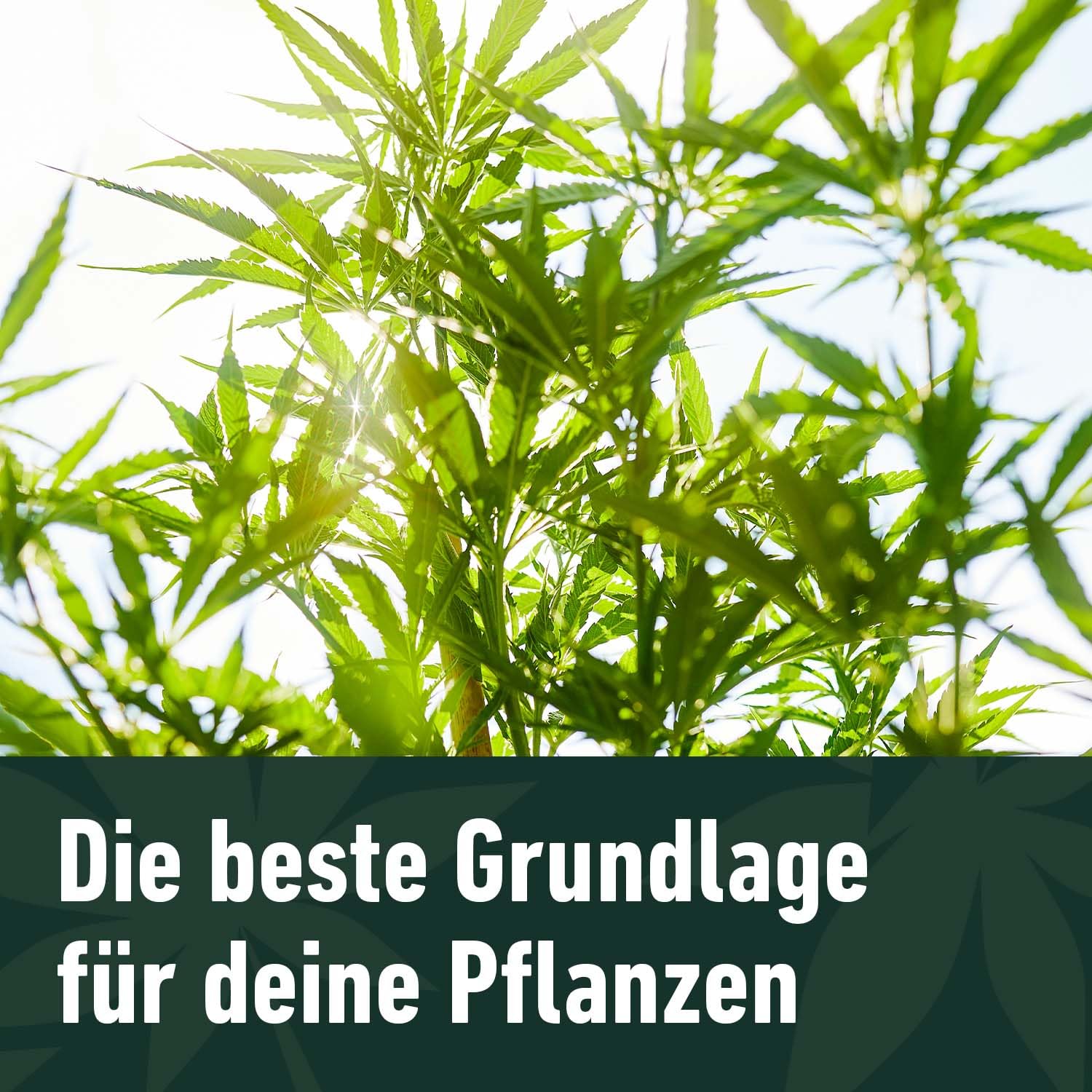 compo-grow-heaven-light-mix-erde-50-l-kultursubstrat-f-r-aussaat-und-anzucht image 5