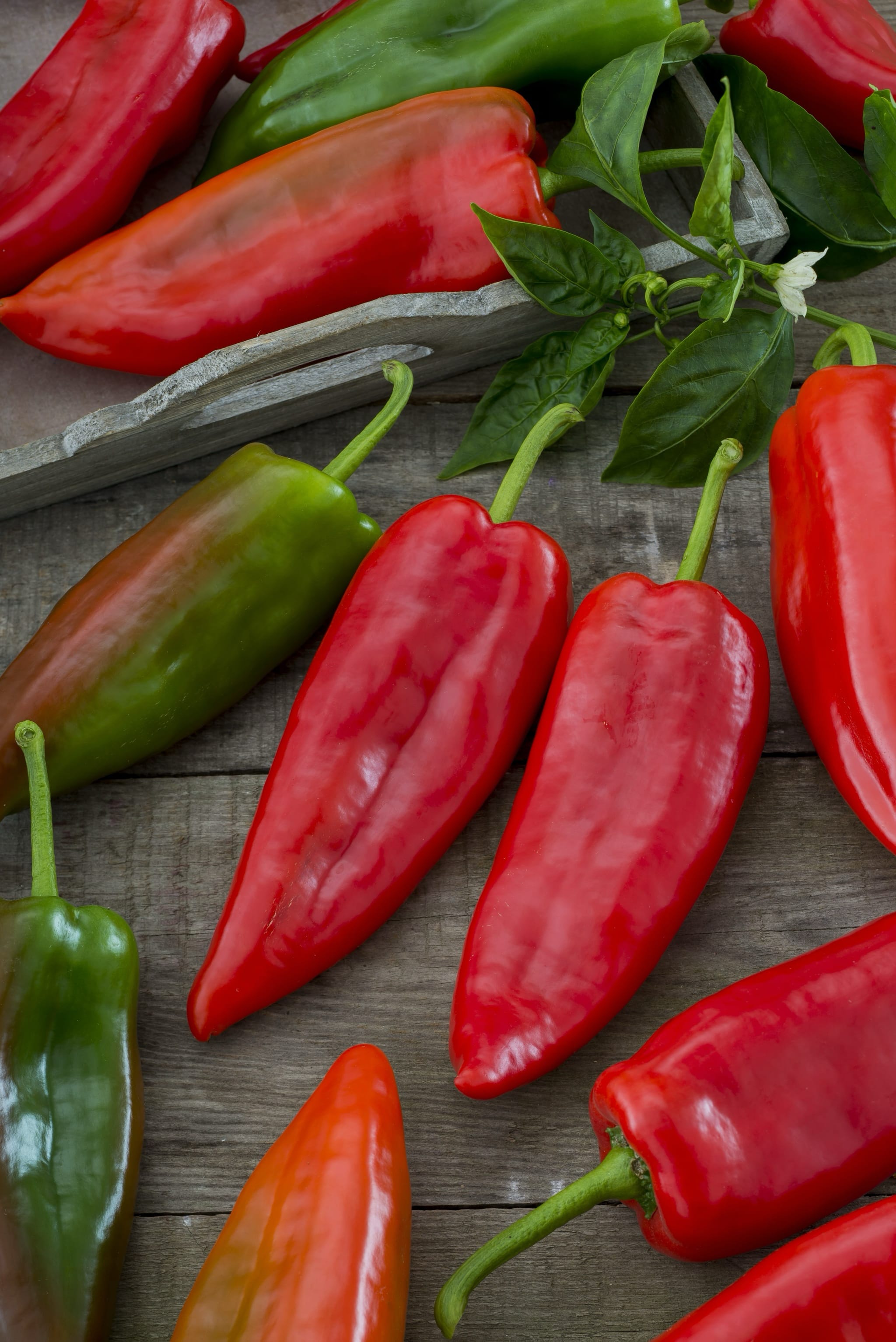 plantura-bio-scharfer-paprika-leutschauer-schotenpfeffer-saatgut image 2