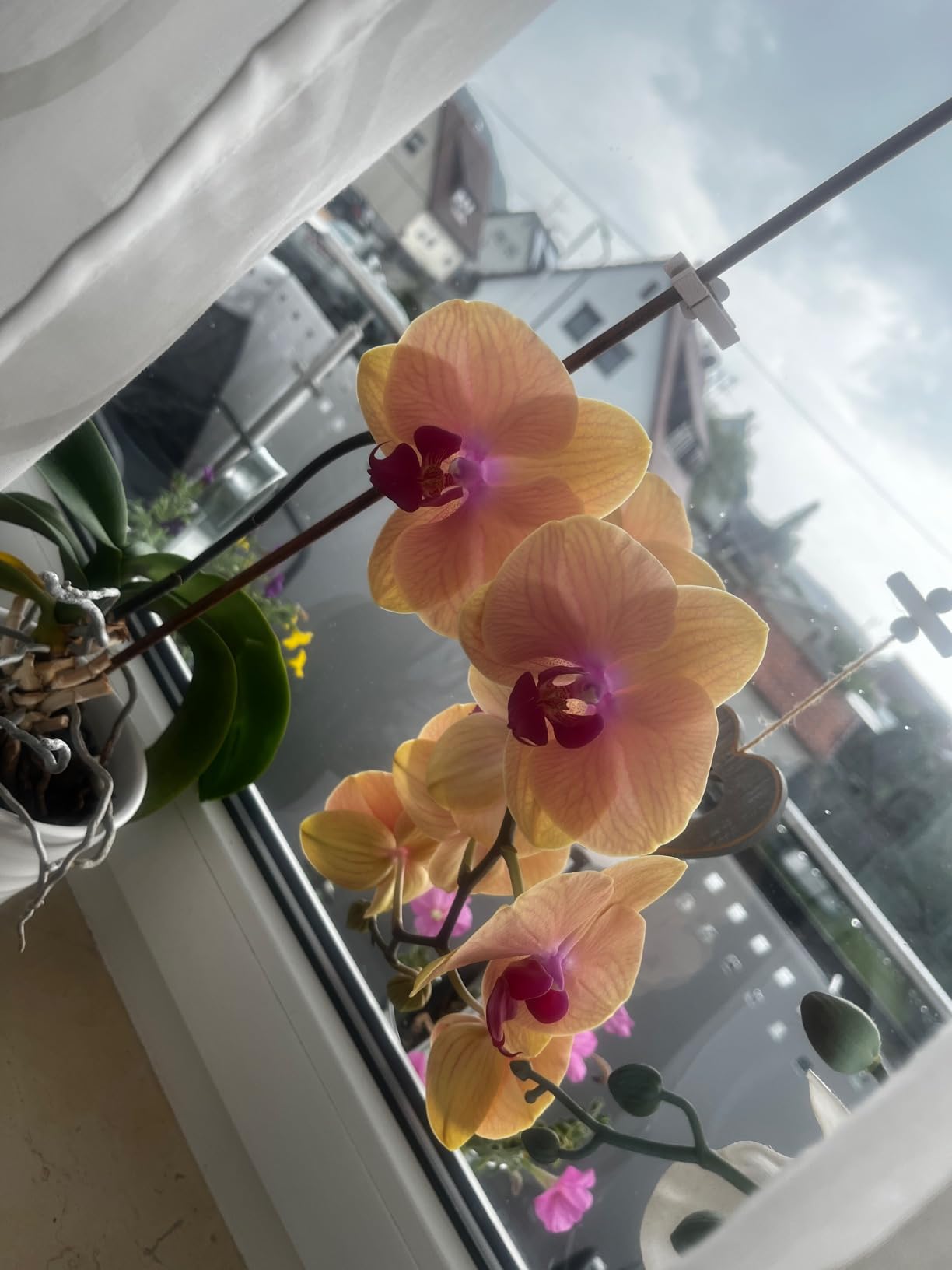 Meine Orchideen lieben ihn