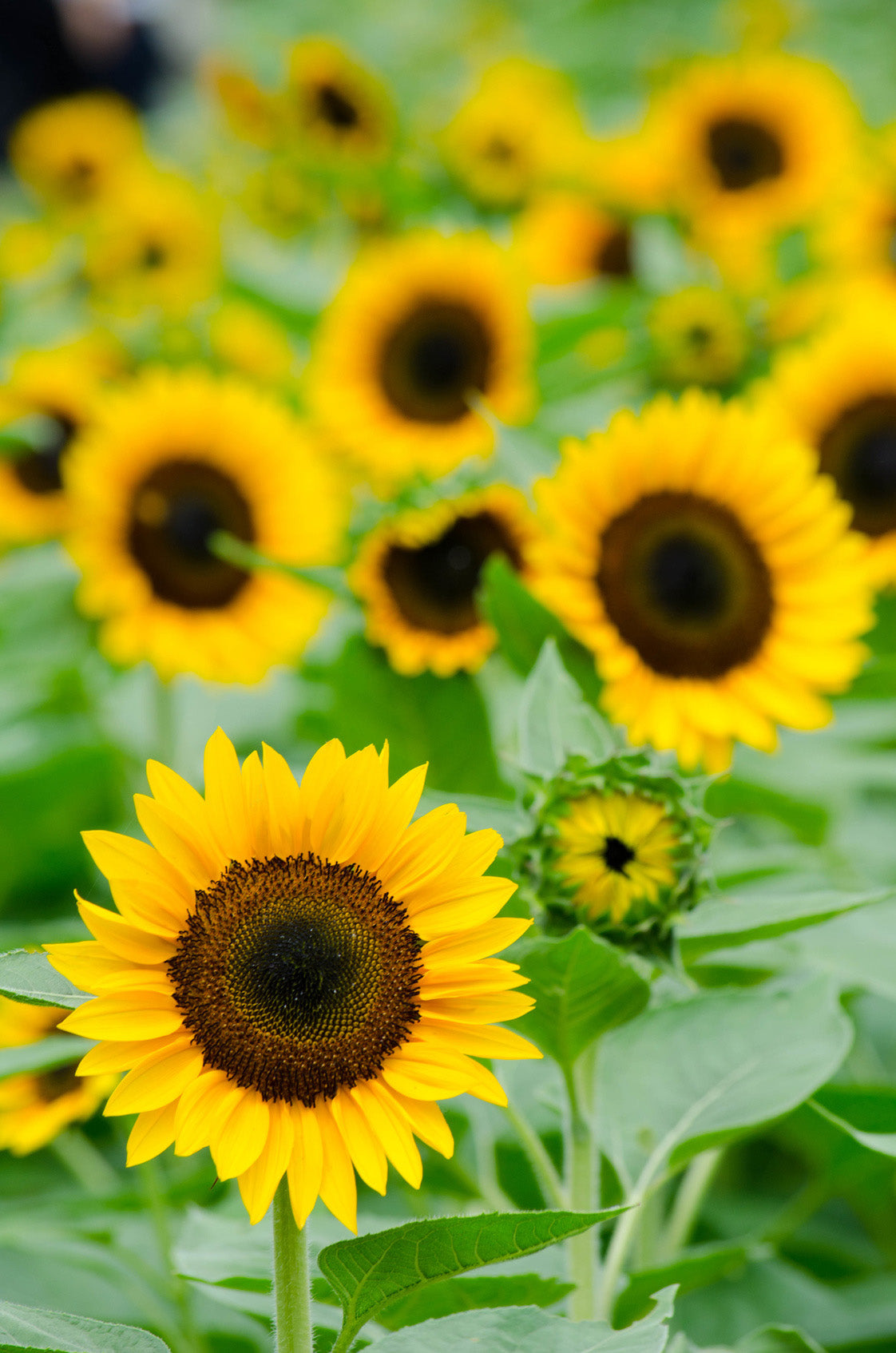 plantura-bio-sonnenblume-henry-wilde-bio-saatgut image 2