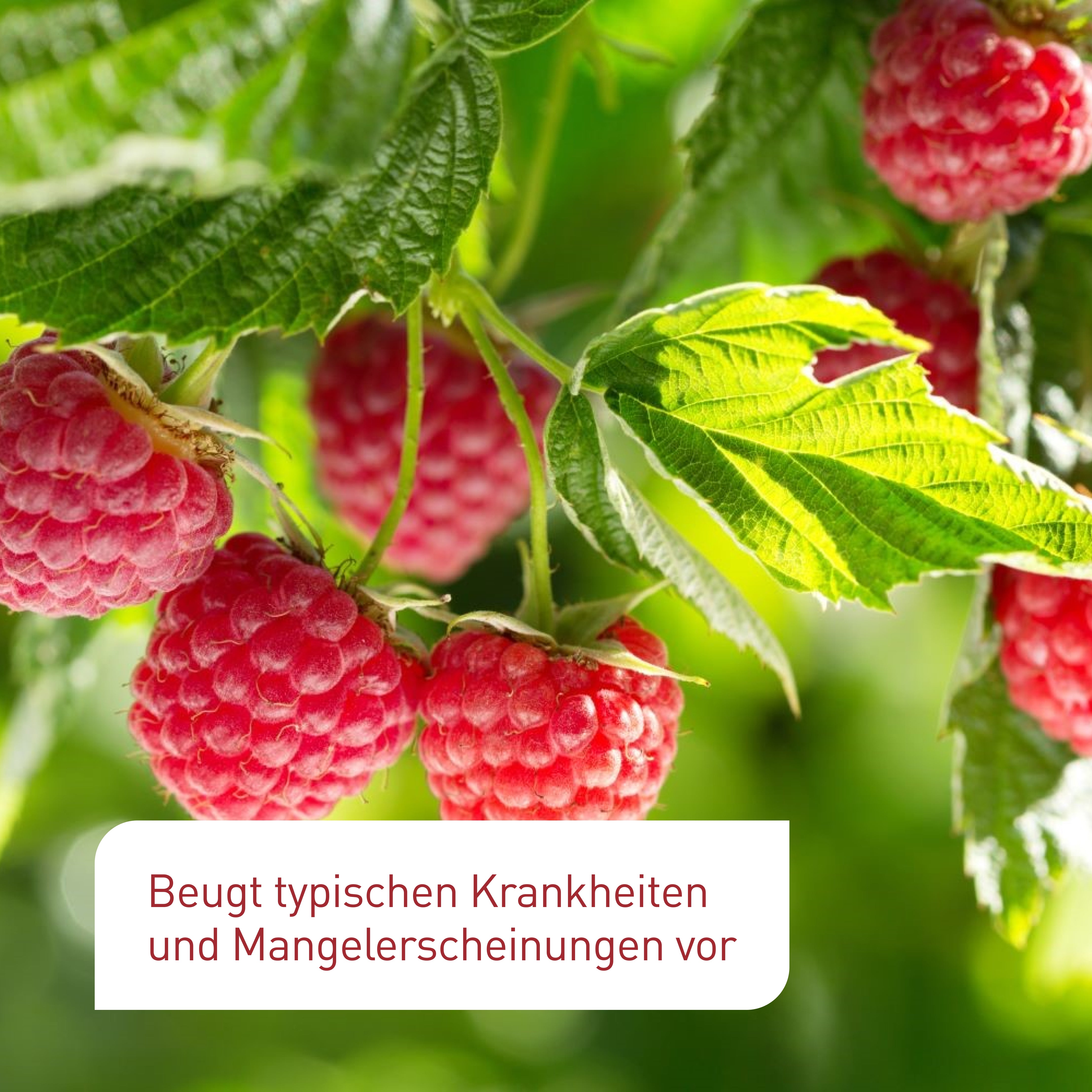 plantura-bio-beeren-obstbaumd-nger-800-ml-fl-ssigd-nger image 4