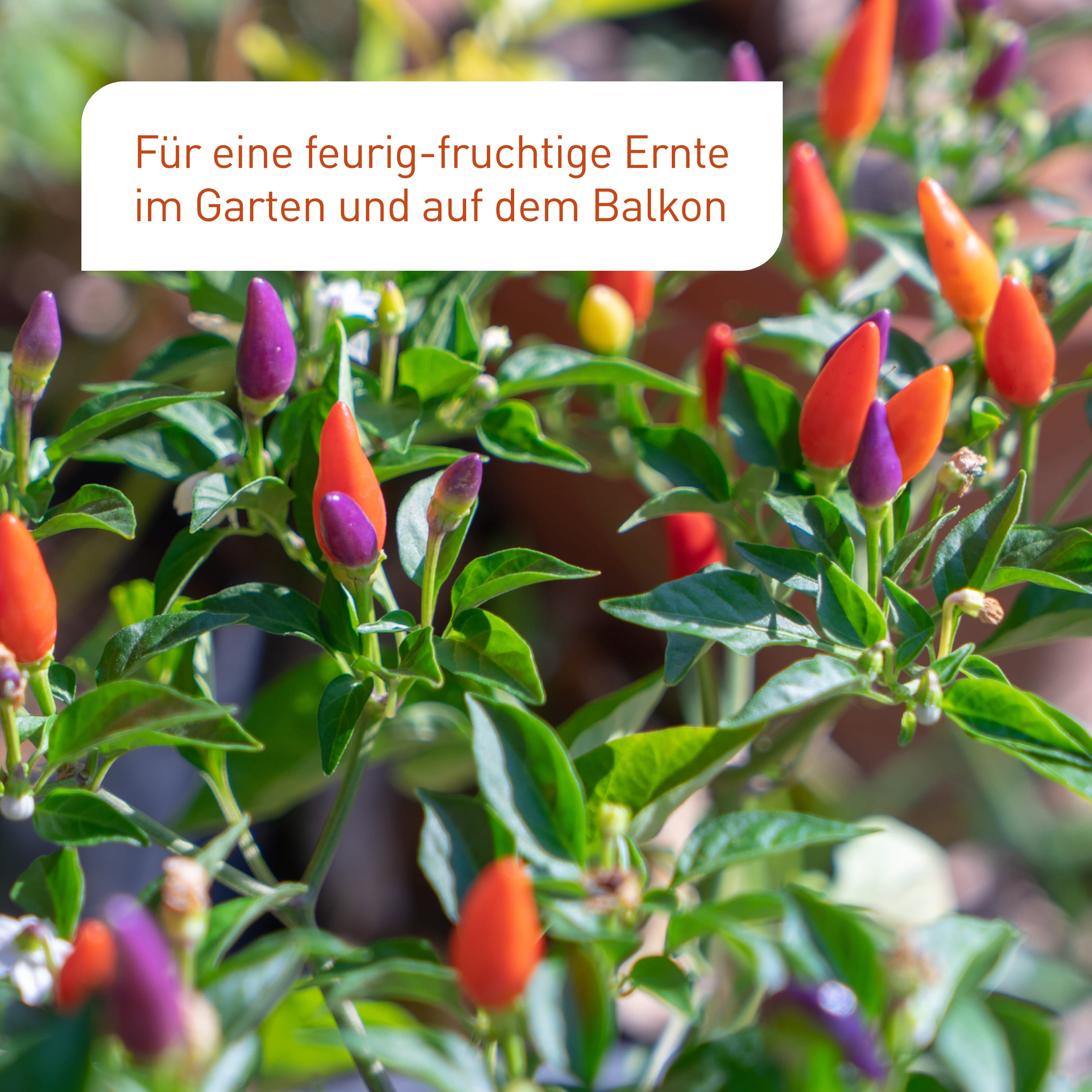 plantura-bio-chili-paprika-samen-set-8-sorten image 4