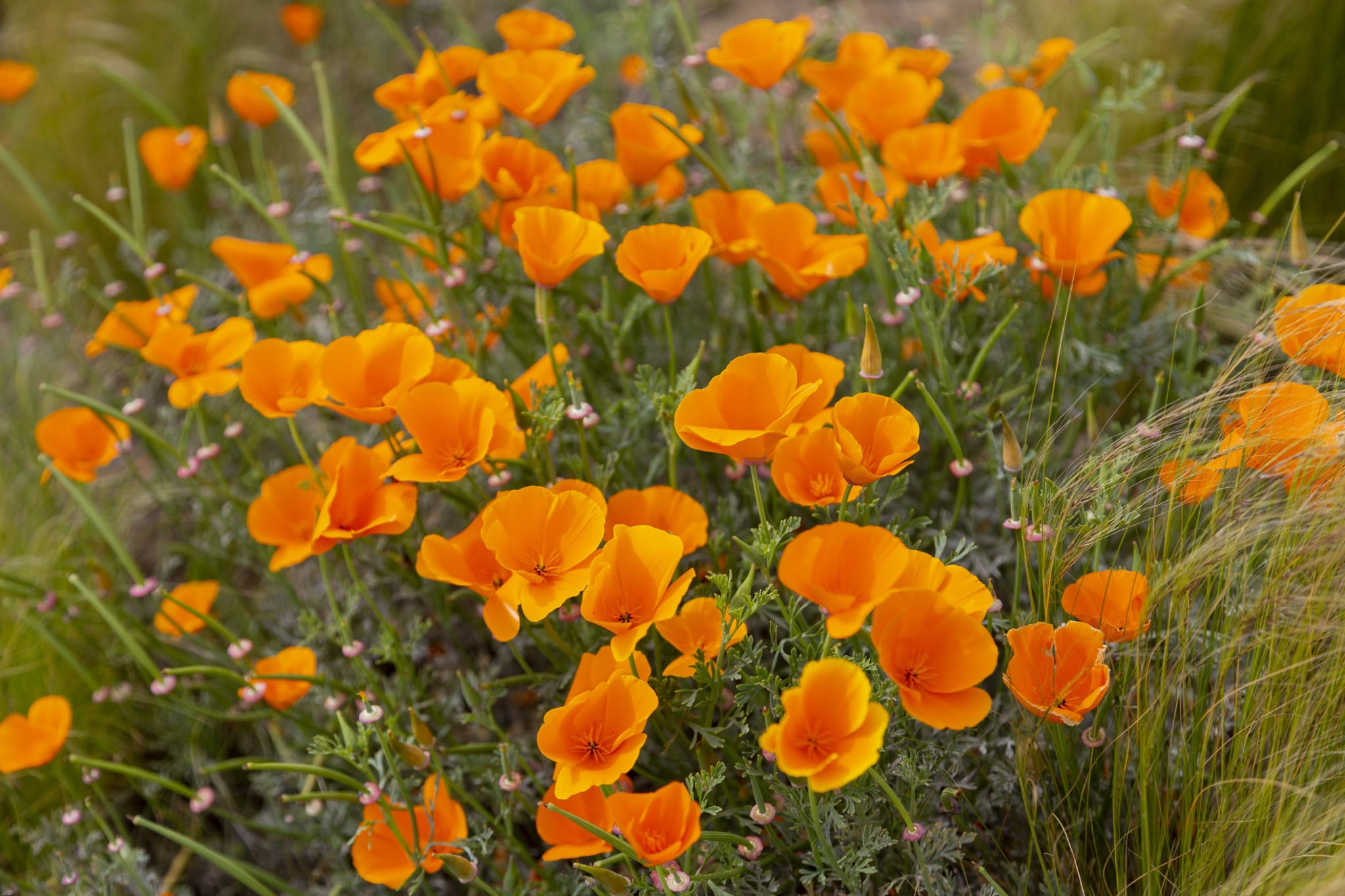 plantura-bio-goldmohn-orange-blumensamen image 2
