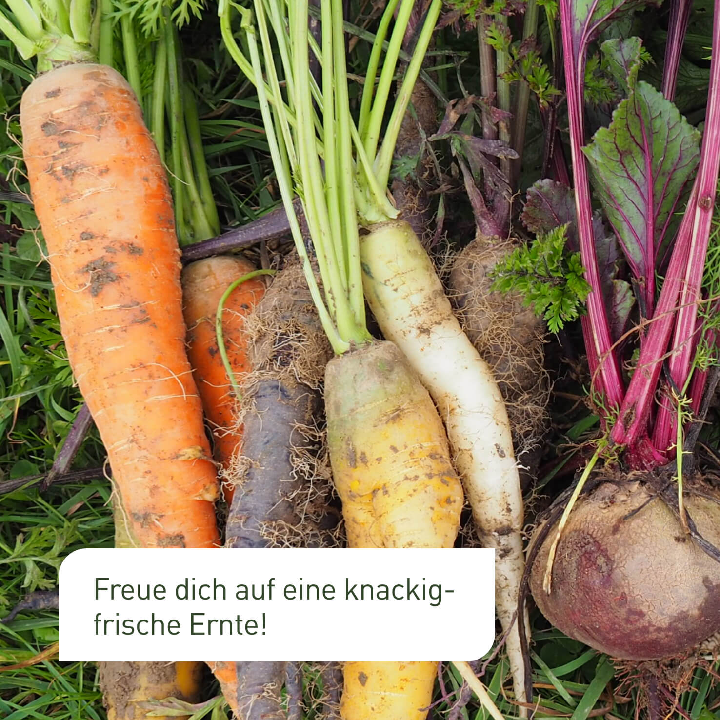plantura-hochbeet-bio-samen-set-mit-14-sorten-bio-saatgut image 4